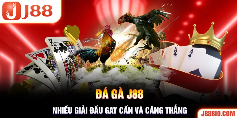 Trận đấu đá gà J88 cực kỳ gay cấn và căng thẳng